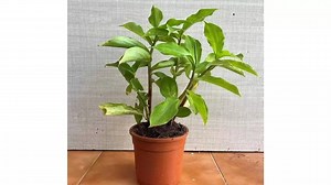 How to grow the ‘insulin plant’ at home: Easy indoor gardening guide with benefits and care tips