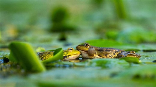 VIDÉO. «Ils pètent ou ils rotent ?» : à Brest, la sérénade des crapauds, en pleine période de reproduction, fait le buzz