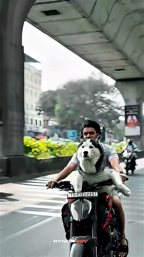 Duke 250 🚀🔥 modified Dog Lovers 🐕💓 #duke250 #ytshorts #shorts #viralshorts