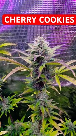 Cherry Cookies autoflower