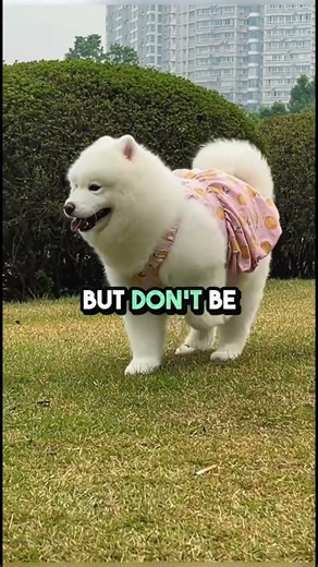 The Truth About the “Smiling Dog”