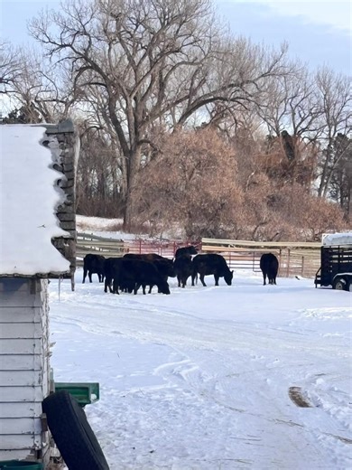 Do you ever go to make coffee, look out the window, and see 11 cows in your yard in the middle of winter? On the plus side we found someone’s previously misplaced cows 😂 #cows #farmlife #farmtok #rurallife #livestock
