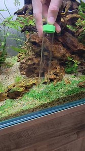 The magic eraser :) 🙈🤷‍♂️ #oddlysatisfying #nature #fish #relaxation | Aquapros