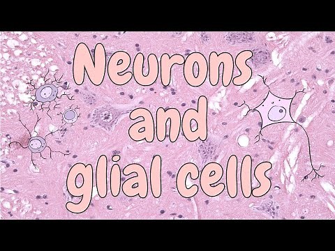 Neurons and glial cells (spinal cord) - nervous tissue histology