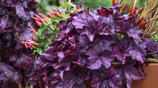 Say hello to Dolce Wildberry heuchera, our Perennial of the Year! It's the perfect pop of purple and loves life in the sun, or the shade! Learn more, pwwin.rs/WBH | Proven Winners