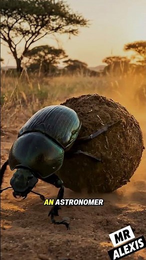 The Dung Beetle: Nature’s Engineer