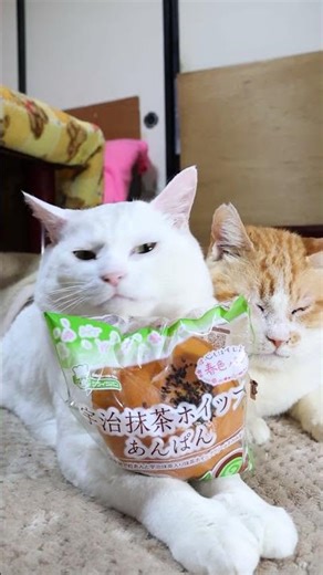 宇治抹茶ホイップあんぱん 260318 #のせ猫 #cat #ネコ #cute #kitty #ねこ #猫のいる暮らし #kitten #cutecat