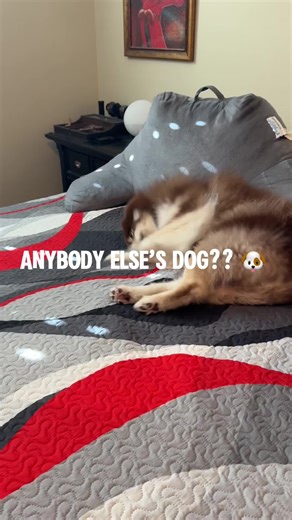 Anybody else’s dog like to nest or is it just ours?? #dognesting #pomsky #dogsoftiktokviral