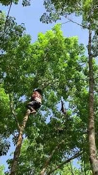 Climbing a Tree to Catch a Bee Swarm 🐝🌳 | Beekeeping Adventure