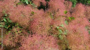 Cotinus coggygria, syn. Rhus cotinus, the European smoketree, Eurasian smoketree, smoke tree, smoke bush, Venetian sumach, or dyer's sumach, is a species of flowering plant in the family