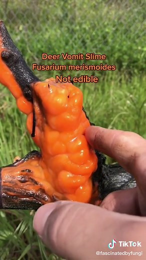 Exploring the Top 5 Spooky Fungi with Dr. Gordon Walker (FunGuy)