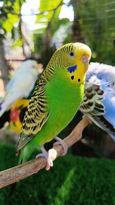 The world famous bird is sitting on a tree branch and calling💖#reelsvideoシ #fbreelsfypシ゚viralシ #reelsviralシfb #videoviralシ #shortsreels #foryoupageシforyou #foryouシpage #foryoupageviralシ゚ #reelsfbシ #foryoupagereels #fypchallenge #viralphotochallenge #short #trendingreel #trendingvideo #trendingpost #trendingnow #trendingreelsvideo #shortsfeed #shortsvideos #reelschallenge #budgies #budgielove #birdlife #birdphotography #birdlovers #birds #BirdWatching #pets #fblifestyles #foryoupagereels | MD Ra