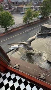 It's Time To Feed My Pet Seagull Family! 🐛