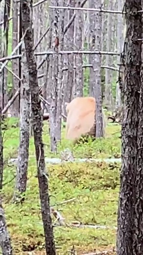 Spirit bear butt scratches. #spiritbear #wildlife #nature #wildlifephotography #wildlifeencounters #wildlifephotographer #explorebc #wild #terracebc