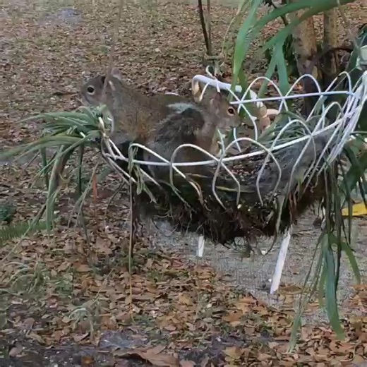 Squirrel wrestling lol | Banter Plug