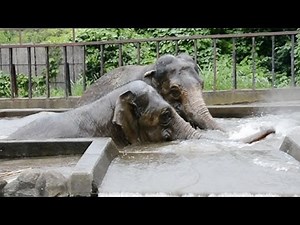 暑いゾウ、動物園で水浴び 静岡