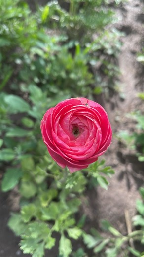 Rebecca | Farmland Florals on Instagram: "This is my 2nd year growing ranunculus in zone 7a 🌸 ✨This is what I did✨ Step 1. soak your dry ranunculus corms for 3-4 hours, til they are plumped up. Step 2. While those are soaking prepare where you are going to put your corms. The dirt needs to be moist. I just used what I had.. some crates with cardboard to hold in the dirt. Nothing fancy. I used a garden mix of soil from @loweshomeimprovement Step 3. Once your ranunculus corms are ready line your 