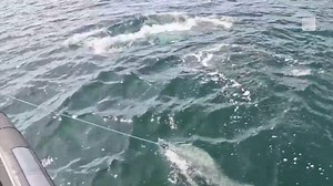 Humpback whale freed from fishing gear off B.C. coast