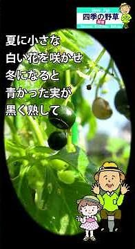四季の野草 散策 53 甘茶蔓アマチャヅル#植物#自然散策#野の花#薬草#健康茶