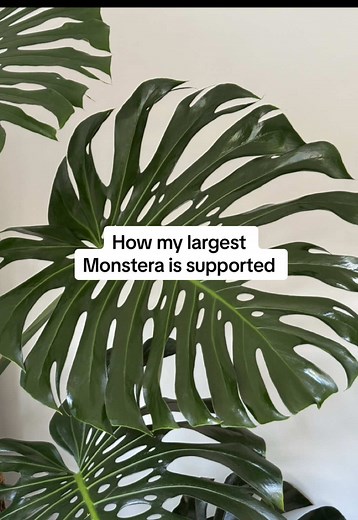 Monstera Plant Support Tips with a Moss Pole