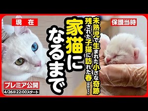 【感動】炎天下に捨てられた乳飲み子…命の危機を乗り越え幸せな家猫になるまで【まとめ】