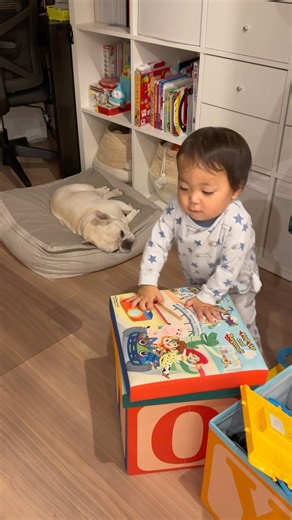 A one-year-old finds comfort in finding their beloved dog... #FrenchBulldog #Baby #RescueDog