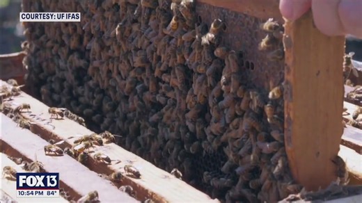 Florida Beekeepers get boost on World Honey Bee Day