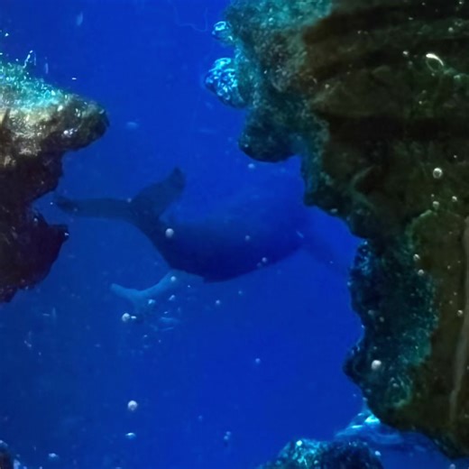 【Biogenesis】 地球が誕生し46億年時が経過している 生命の起源は未だ解明されてはいないが、 40億年の時を経てもなお、脈々と紡がれる命の鎖がまた1つ誕生した “LUCAの系譜“は今もこの地球上で引き継がれ、我々はその末端に存在している minneにて販売です レジン、コルク、他 ф20×50mm 2025年作 #コルクアート #corkart #レジン #レジンアート #クジラ #クジラの出産 #出産 #born #life #luca #海レジン#海レジンアート