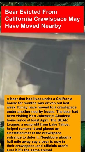 Bear Evicted From California Crawlspace May Have Moved Nearby