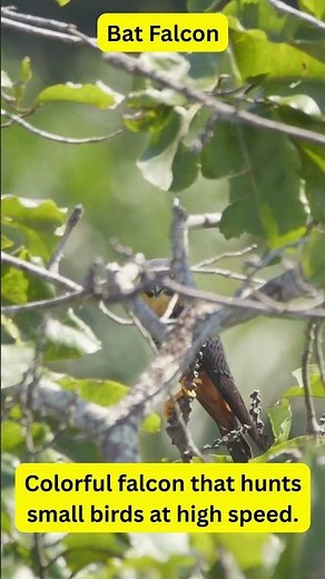 Raptors of the World – Bat Falcon