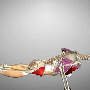 More Than 600 Exercises in 1 App! The Strength Training App now on the AppStore & Google Play! ☑️ 3D Functional Training Anatomy ☑️ 3D Core Training Anatomy ☑️ Common Mistakes!! Try the FREE Version http://www.muscleandmotion.com/products/strength-training-app/ | Muscle and Motion