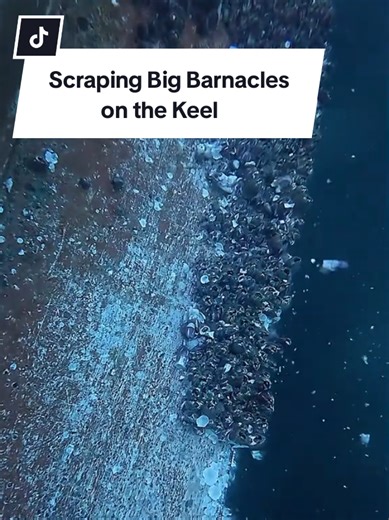 Scraping Big Barnacles Off the Ship Keel