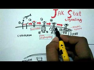 JAK STAT signaling