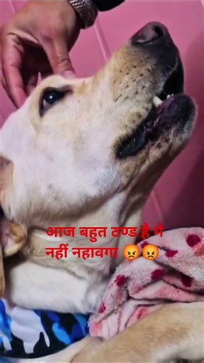 😡😡#labrador #angry #janwary #funny #funnyanimal #youtubeshorts #comedy #retreiver