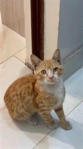 Hilarious Cat Meowing 😹🎶 You Won’t stop laughing #hilariouscat #funnycats #meowingcats