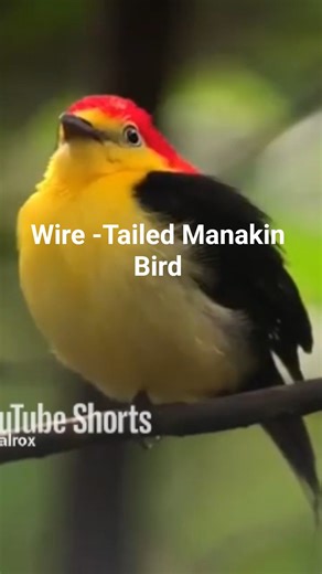 Wire-Tailed Manakin Bird. A beautiful, cute small bird. Read details in description.