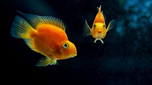 Blood Parrot Cichlid 101: Care, Diet, Tank Size, Tank Mates & More - Aquarium Part