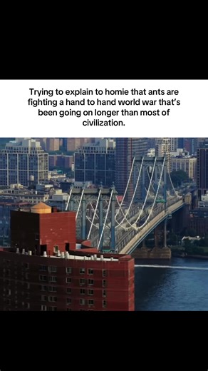Ant Warfare: Inside California’s Longstanding Ant Colony Wars