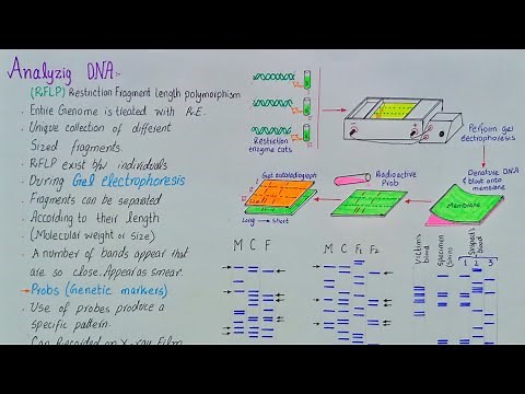 analyzing DNA | DNA fingerprinting | DNA profiling | application of DNA fingerprinting | class 12