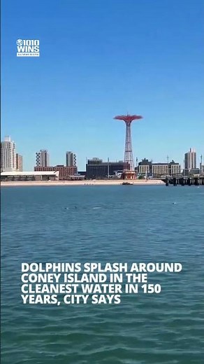 Dolphins splash around Coney Island in the cleanest water in 150 years, city says
