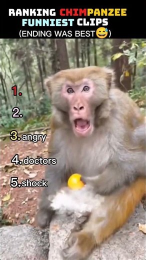 Ranking the Funniest Monkey Moments 😂🐒 #shorts #trending #ytshorts #usa #funny #animals