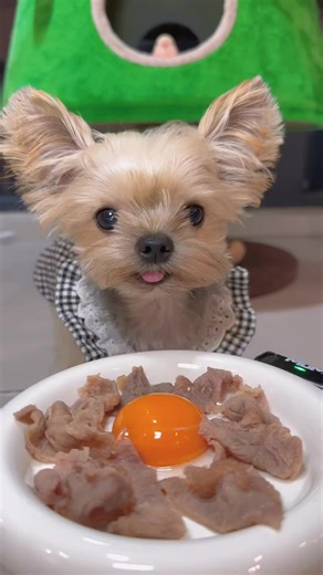 Satisfying ASMR Dog Eating Sounds