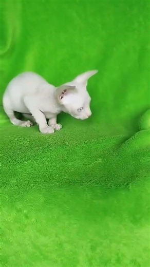 Malibu Sphynx Cream Female