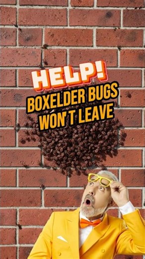 🐞💡 Boxelder Bug Infestation HACK | Getting Rid of Boxelder Bugs
