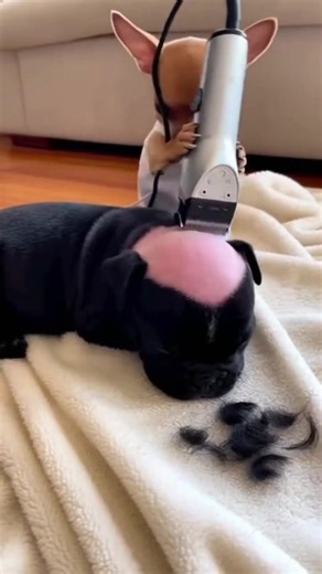 THE FINAL BALD BATTLE & 7 Chihuahua's Payback Went TOO FAR - and Dad Caught Him! Caught Red-Pawed! Chihuahua Was Mid-Shave When Bully Dad Showed Up ! Disclaimer: 100% Al-generated video - NO real dogs were shaved or harmed! • Purely made for fun, laughs, and living my dream of making y'all smile every day