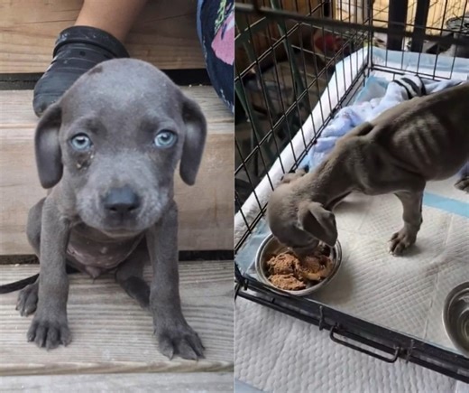 Riddled With Signs Of Neglect, This Tiny Puppy's Body Wasted Away Leaving Nothing But Skin And Bones DONATE: https://bit.ly/43Pj9dW Late last week, a young, emaciated pup named Suki appeared on a friend's property in Cleveland, TX. The friend could not bring her inside or keep her, but she offered food and water, hoping the pup would stay through the night. That’s when Alaska’s Hope Animal Rescue stepped in. Suki was brought to us with signs of severe neglect—she was emaciated, extremely dehydra