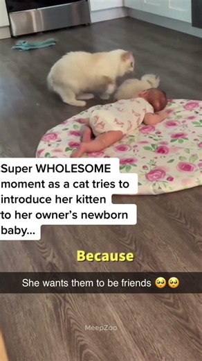 Adorable Moments, Cats Meeting Newborn Babies for the First Time