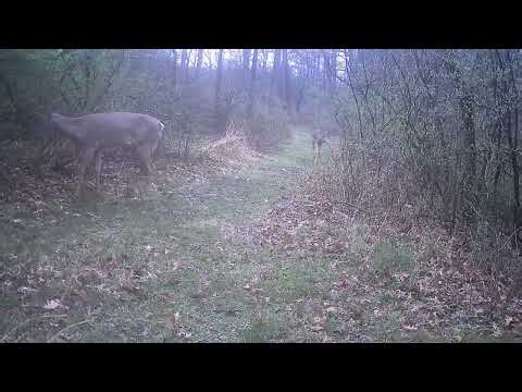 The sights and sounds of springtime in the woods