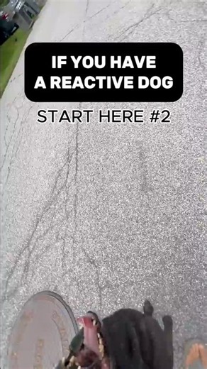 Why Your Dog Is Reactive on Leash and What to Do First