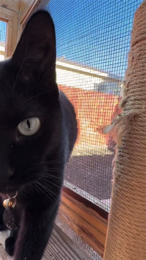 Cin 💙 (@captainreboot)’s videos with a cat goes to work - sakuracloud